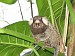 petit singe du pain de sucre